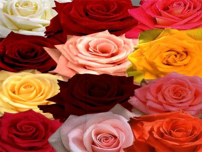 Rosas de colores representando la mejora continua